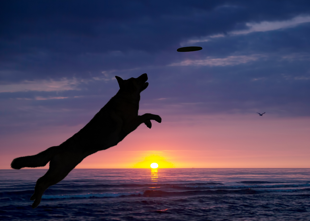 Your dog can see better than you in dim light